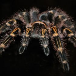 Výstava sklípkanů v Zoo Praha. Gočárovy domy obsadili obří pavouci