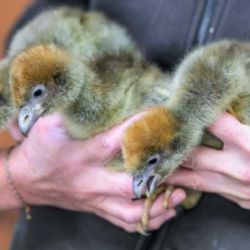 Pražská zoo triumfuje: čáji obojková opět mezi námi po 40 letech!