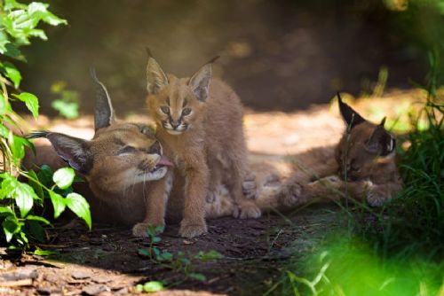 obrázek:V Zoo Praha mohou návštěvníci pozorovat dvě mláďata karakala, nejaktivnější bývají při krmení